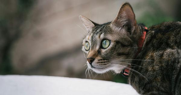 Living with cats can be great for physical and mental health – but is not without some risks